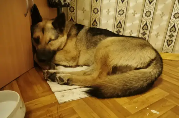 Найдена собака с кожанным ошейником на Солнечной улице, 17