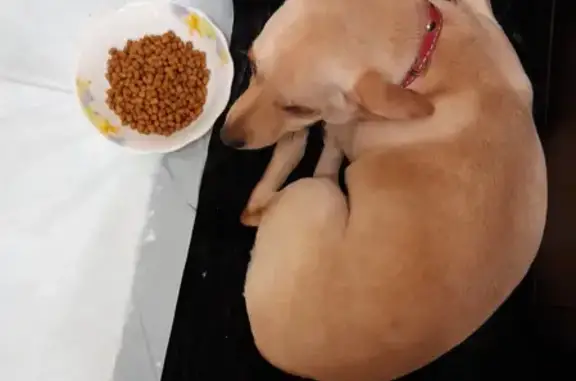 Найдена собака, Петровская, фото: Собака найдена на Раздольной, Петровская.