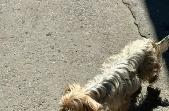 Пропала собака в Ставрополе, идет поиск