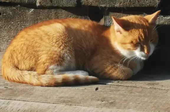 Пропала кошка Рыжий на 9 Мая в Бородино
