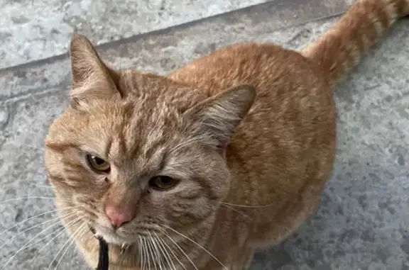 Найден рыжий кот с ошейником на Зеркальной, нужен дом