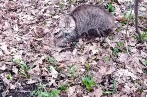 Найдена кошка в лесу на улице Ясенки, Воронеж