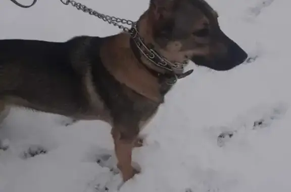 Пропала собака Лаки в Зеленоградске на ул. Тургенева, перезвоните по 89005671698