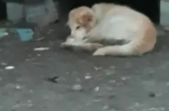 Найдена рыжая собака в СНТ ДОБРОЕ, Московская область