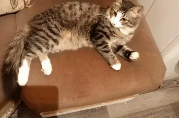 Пропала кошка Кузя на Черноморской, 94, Нижний Тагил