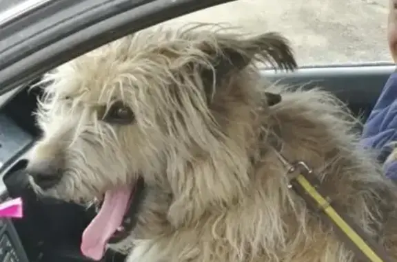 Пропала собака Люся в СНТ Полет, Омская область