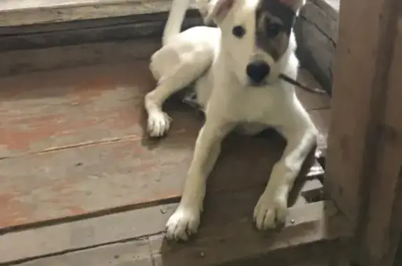 Собака найдена на Лесной, 1 в Саратове