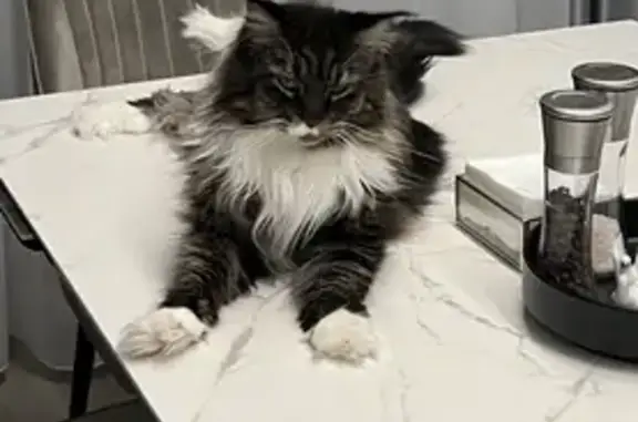 Кошки потеряшки, Набережные Челны, фото: Потеряшка кошка породы Мейн кун на ул. Назипа Зиатдинова, 1, Набережные Челны