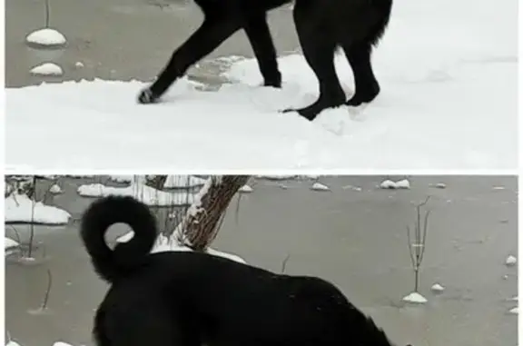 Потерянные животные Санкт-Петербург, фото: Пропал кобель Масик/Джек в Зеленогорске, 02.04.2023, высота в холке 50 см.