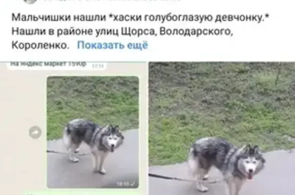 Собака найдена: Володарского, 14, Краснодар.