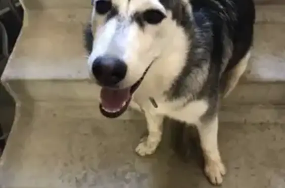 Собака найдена на улице Йывана Кырли, 50А в Йошкар-Оле