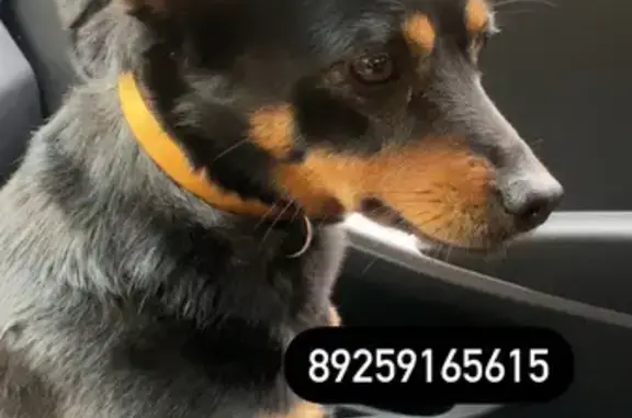 Найдена собака на улице Горшкова, Ростов-на-Дону