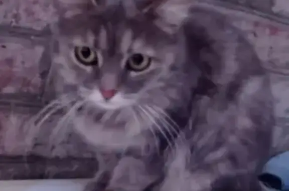 Найдена кошка с сломанным хвостом на Инициативной, Ростов-на-Дону