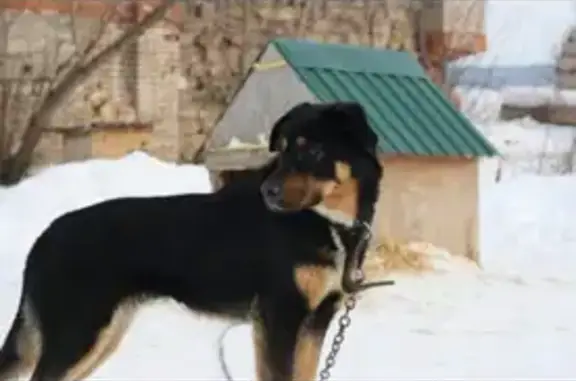 Пропала собака Бруна на Совхозной улице, Бугульма