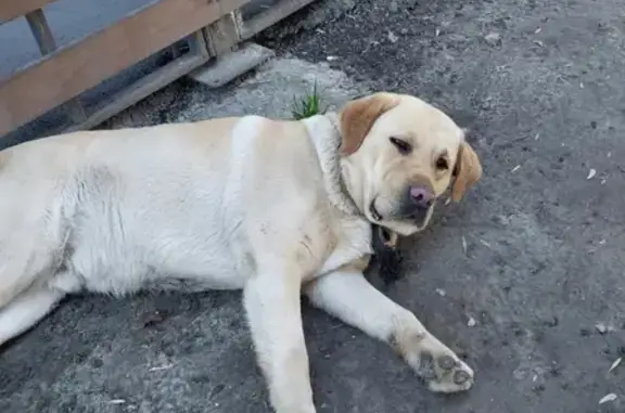 Пропала собака на Левобережной улице, Ростов-на-Дону.