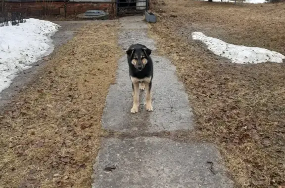 Молодая собака на Сухонской, 10В, Вологда