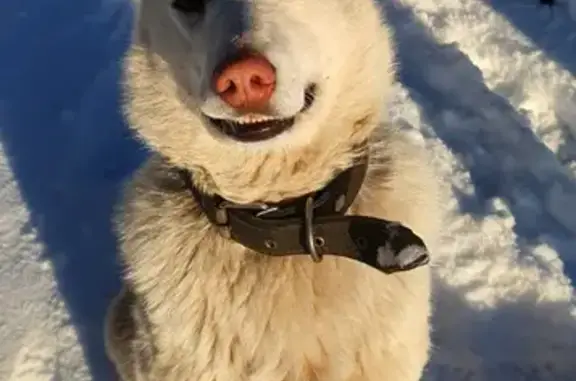 Пропала собака Герри в п. Сосновый Бор, Иркутская область