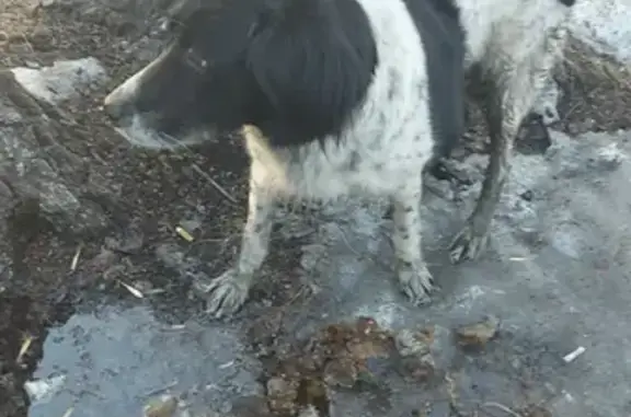 Собака найдена на Рощинской, 2 в Омске.