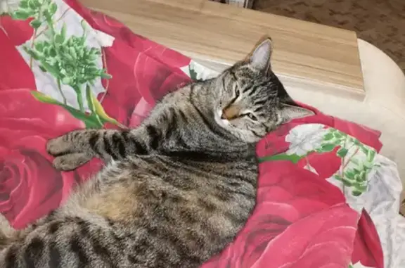 Пропавшая кошка Кузя найдена на Комсомольском проспекте