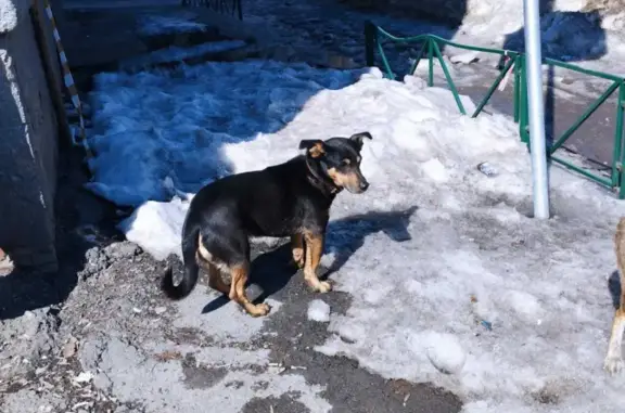 Найдена собака на ул. 9 ноября, дом 95, Новосибирск 📍