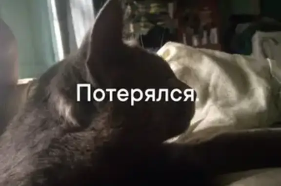 Пропала кошка Серый на ул. Суворова