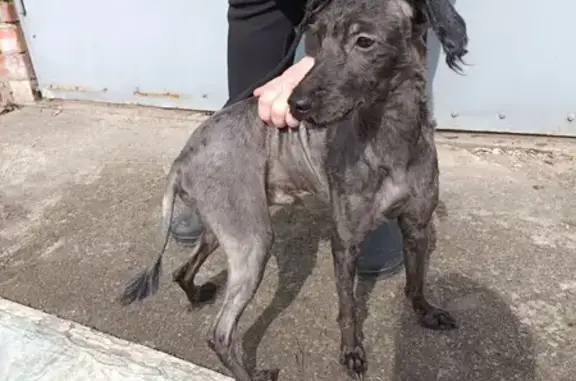 Собака Кобель найдена на Юбилейной улице, Воронеж.