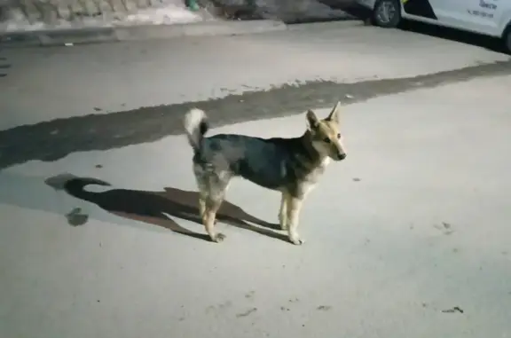 Новосибирск: Найдена бело-коричневая собака на ул. Сибиряков-Гвардейцев