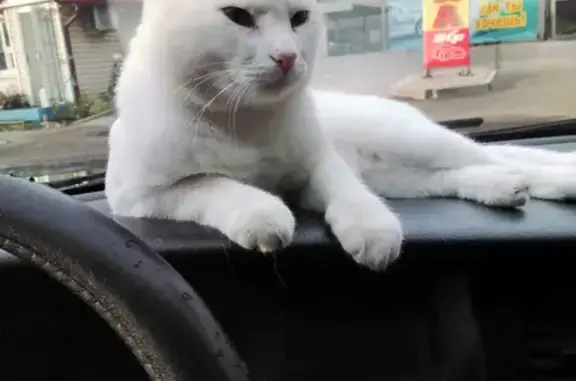 Пропала белая кошка в районе Жестки, Никулино (т. 9113540309)