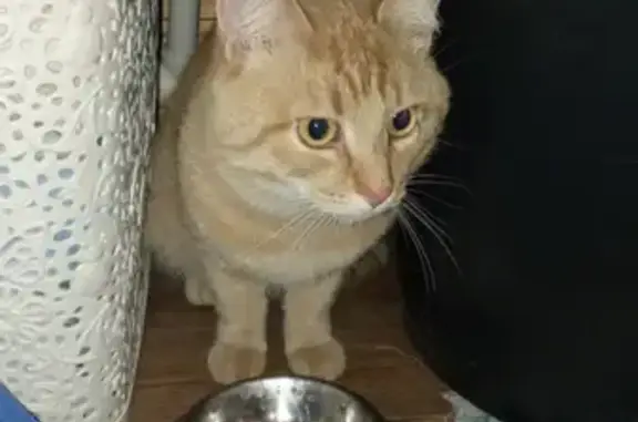 Рыжий кот найден на ул. Р. Куклева, 28