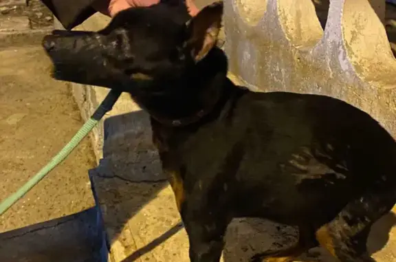 Собака Кобель найдена на улице Таращанцев, 42 (Волгоград)