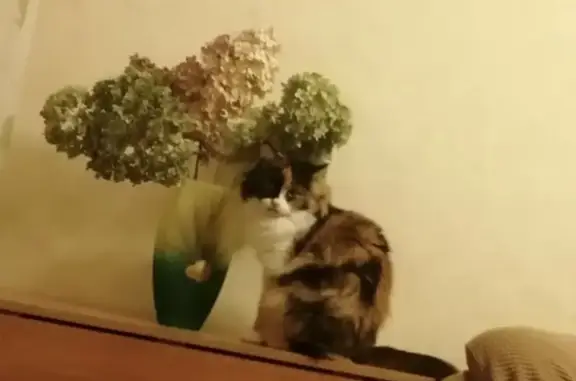 Кошки потеряшки, Тольятти, фото: Потеряшка кошка Матрёшка в Тольятти, ул. Дзержинского, 14