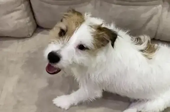 Собаки потеряшки, Нижневартовск, фото: Потеряшка собака по кличке Дэйв в Старом Вартовске, Нижневартовск