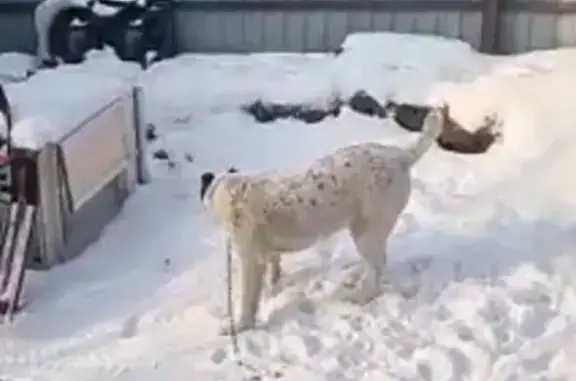 Пропала собака на Цимлянской улице, ищем Шелли 🐕