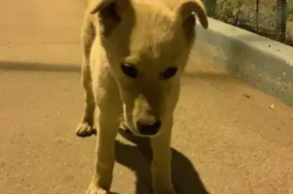 Найдена собака на улице Ленина, 60, Тольятти