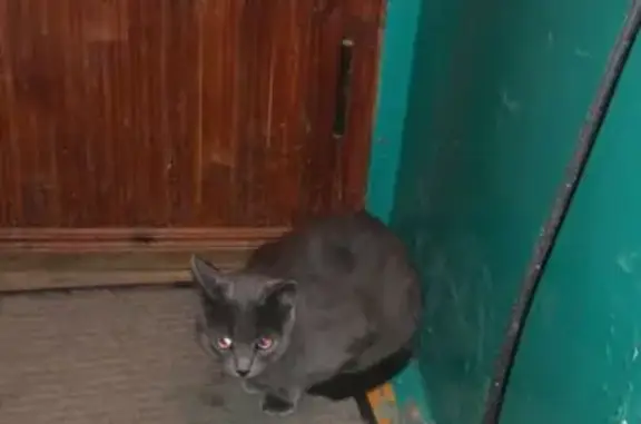 Найдена кошка на улице Кауля, 2 в Туле