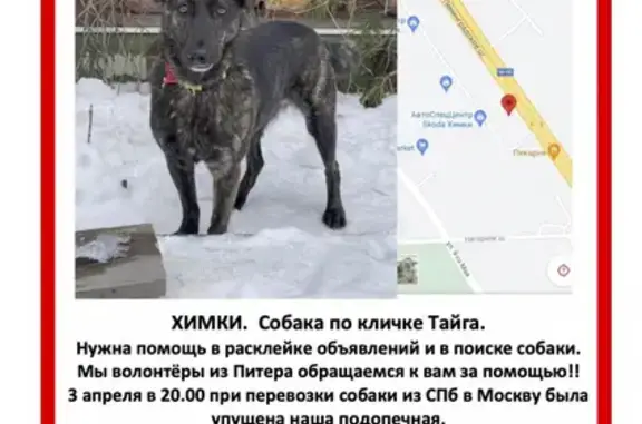 Пропала собака Тайга на Ленинградском шоссе, нужна помощь в поиске!