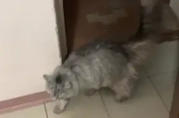 Найдена кошка на ул. Димитрова, Красногорск