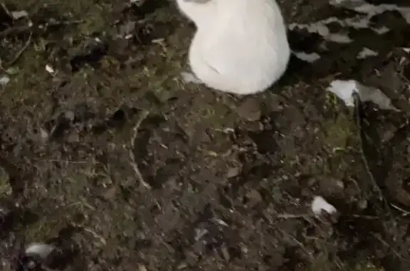 Найден белый котик на 2-й Краснинской, 9