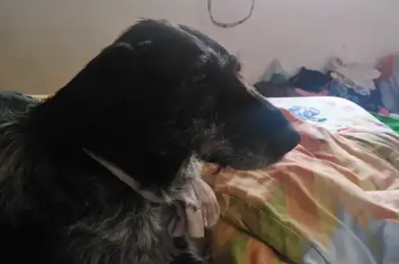 Найдена собака Дратхаар в Нововладимировке: черно-седая девочка, домашняя, любит детей.