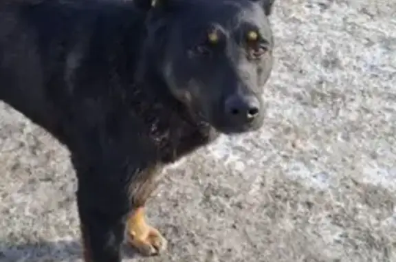 Пропала черная собака на Токарной, 21 в Уфе
