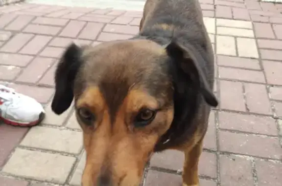 Собака найдена возле 2 подъезда Белгородского полка 24