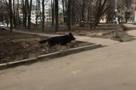Собака без ошейника на улице Кубинка, Москва