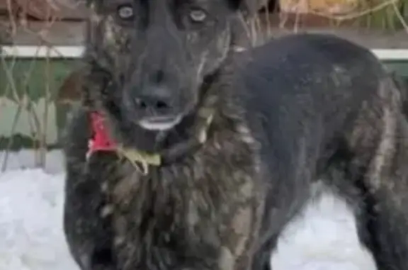 Пропала собака Тигрового окраса в Химках на Ленинградском шоссе