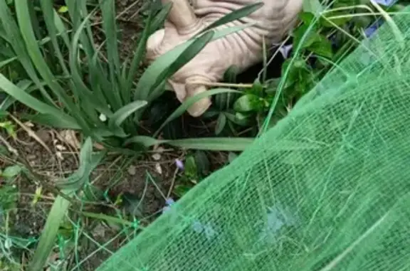 Найдена кошка, , фото: Кошка Сфинкс на передержке, ул. Куйбышева 17.