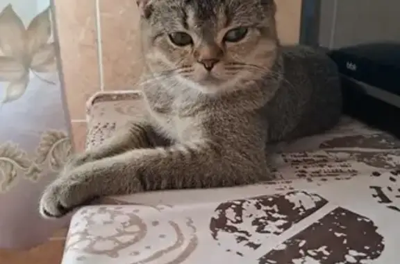 Пропала кошка на улице Курская, 65 в Орле