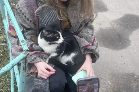 Найдена кошка на Островной улице в Москве