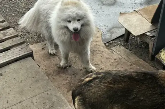 Найдена собака в Пензе, похожа на Самоеда
