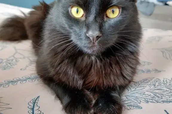 Кошки потеряшки, Киров, фото: Потеряшка кошка на Советской, 23 в Кирове