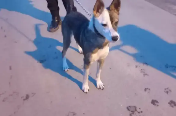 Найдена собака в Липецке на пр. Победы, 89