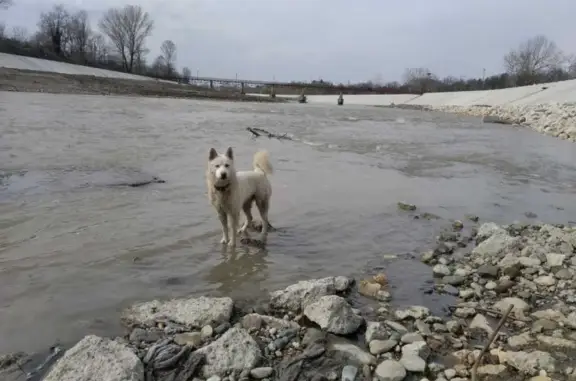 Пропала собака Буч в районе Шовгоновского городка, вознаграждение.